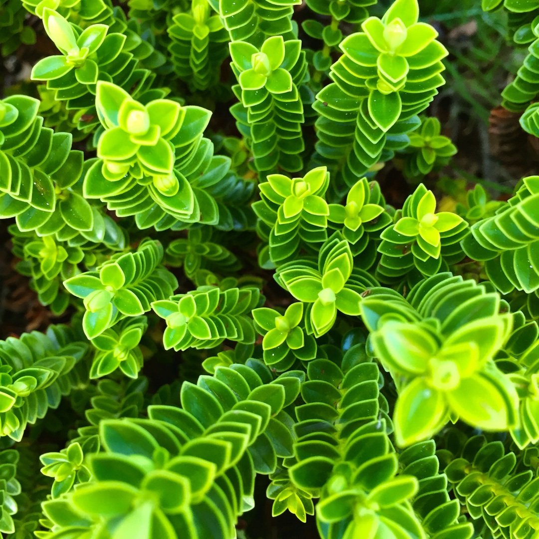 christian-bisbo-johnsen-green-plant-unsplash