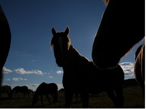 Horse