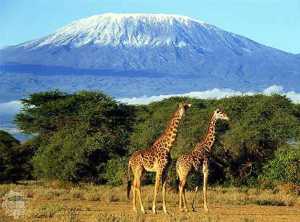 Kilimanjaro1233005352 Kilimanjaro1233005352