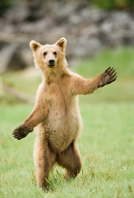 Good bear-relations means yelling in the woods, not rushing in for a hug. Good bear-relations means yelling in the woods, not rushing in for a hug.