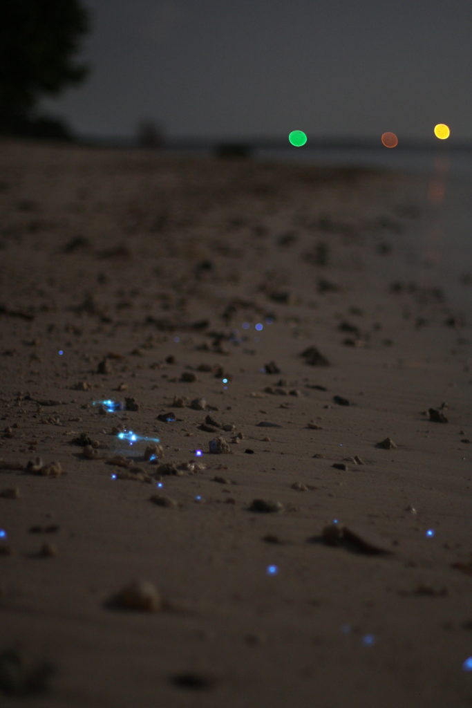 An Irresistible Glow: the Hypnosis Of Bioluminescence