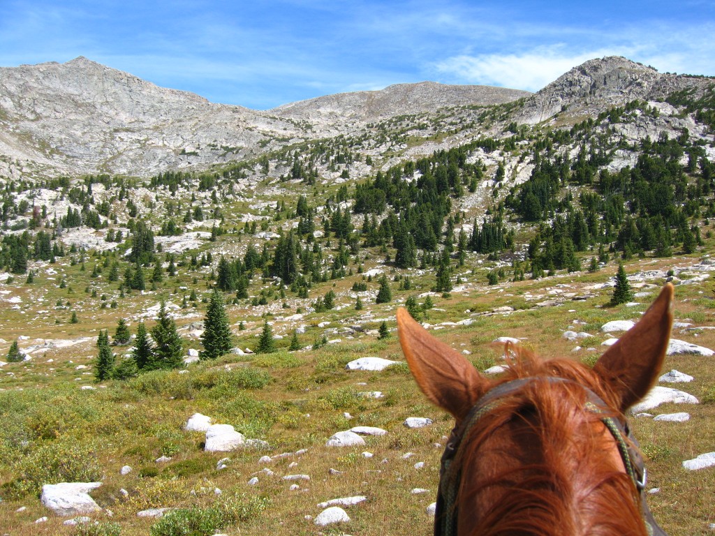 Meeting the Real Horses of NOLS Rocky Mountain: Wilderness Horsepacking