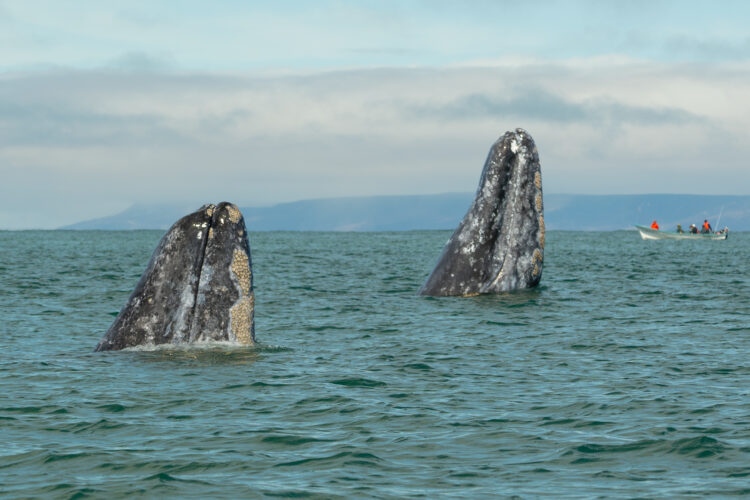 Baja Sailing and Whale Watching – Adult