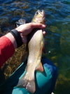 Bigcut