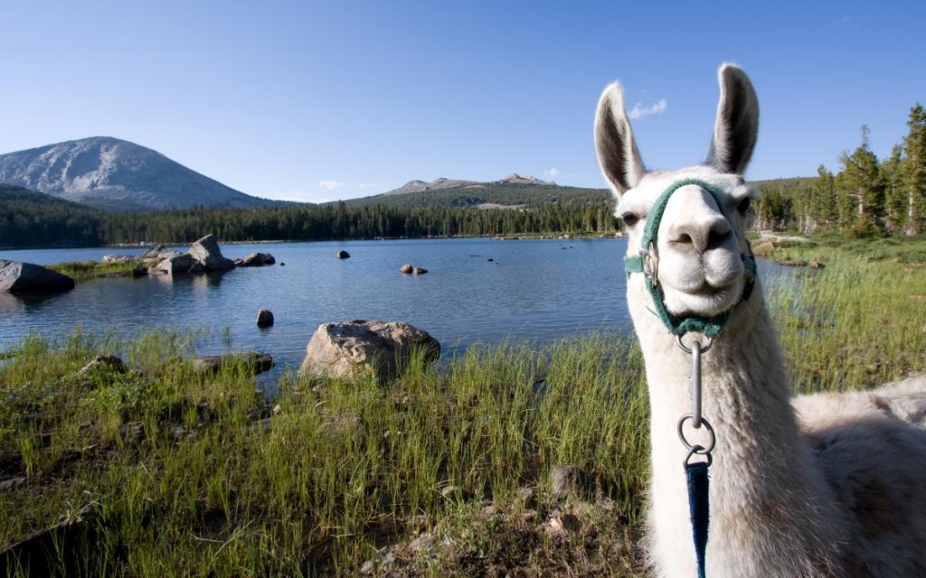 Creating Family Time—with Llamas