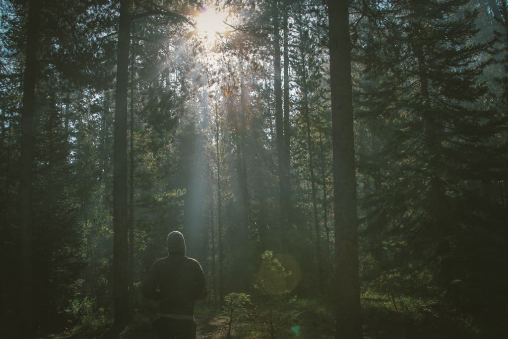 dustin-scarpitti-forest-unsplash-1024x683-1