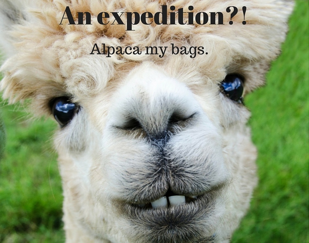 expedition-alpaca-pun-1-1