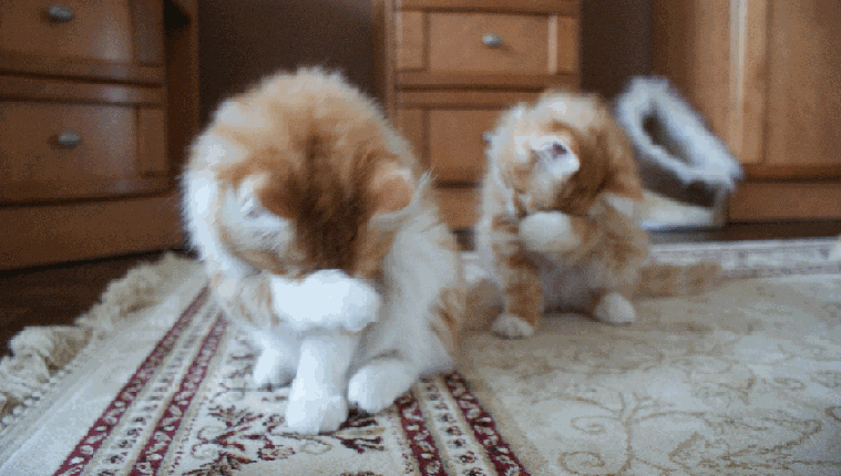 Cats washing faces