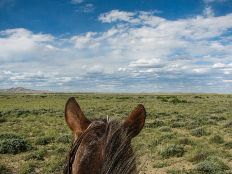 LGBTQ+ Wilderness Horsepacking