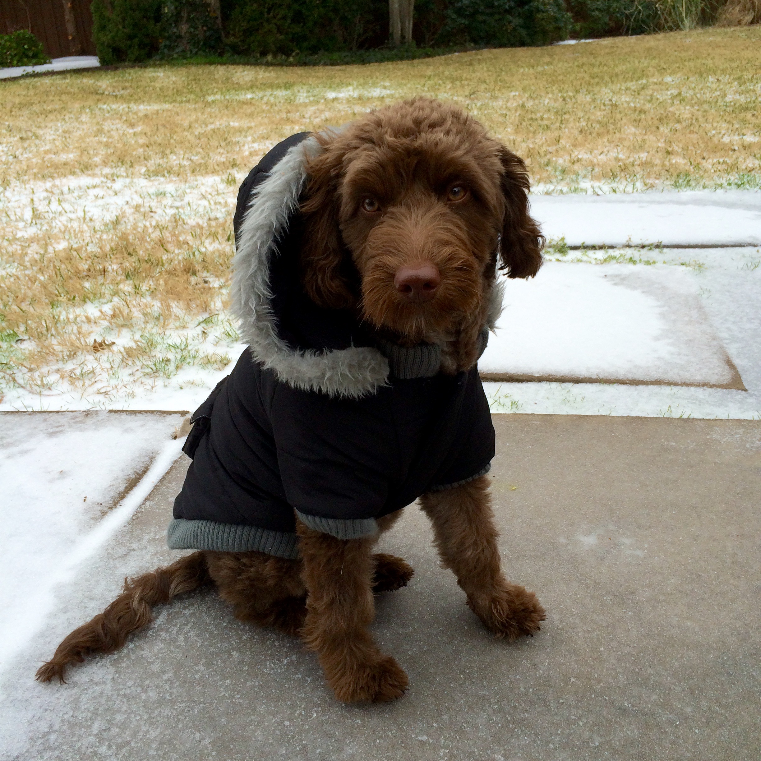 A Puppy in a Puffy