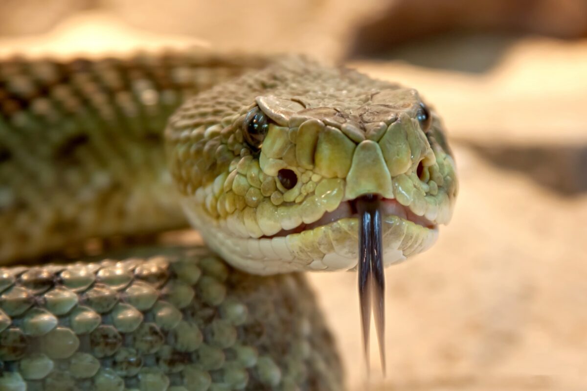 klapperschlange-rattlesnake