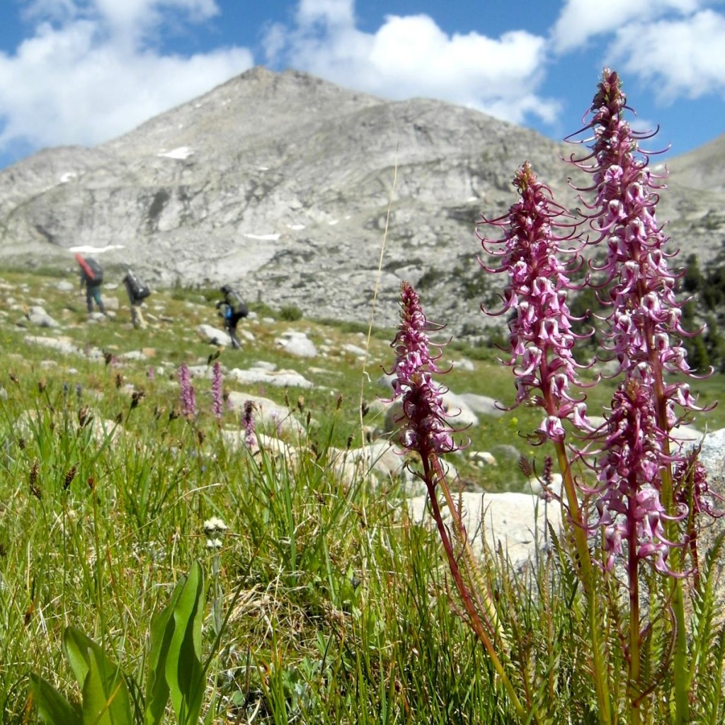 How to Give Effective Feedback to Land Managers