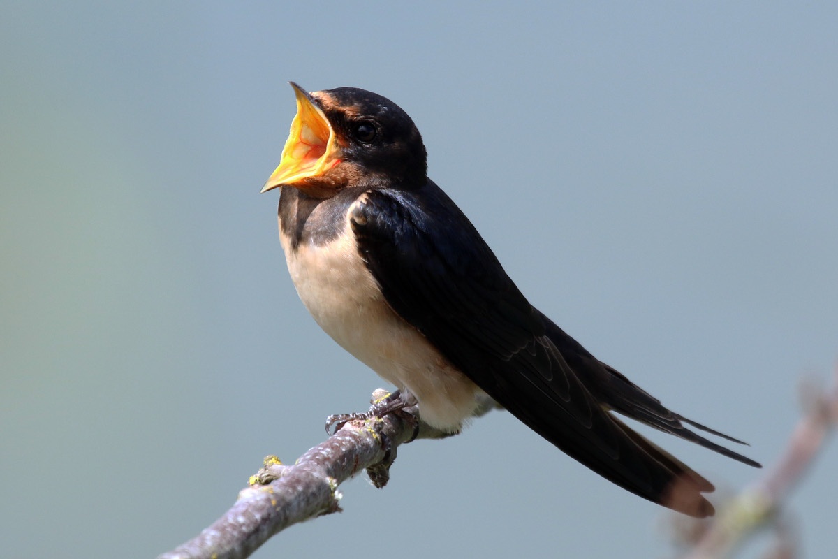 Singing