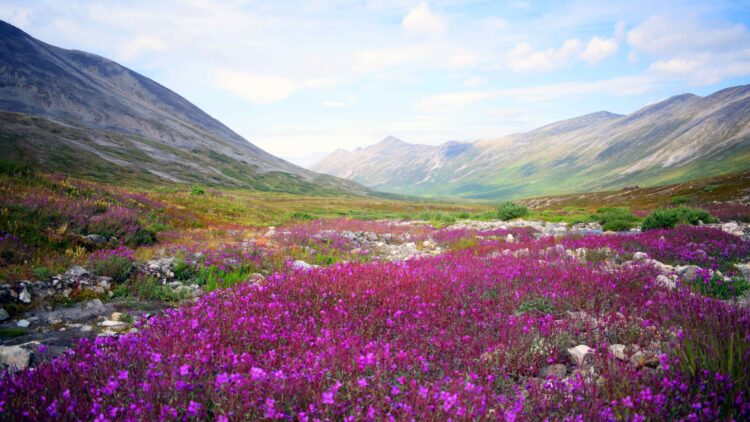 Backpacking in Alaska – Alumni
