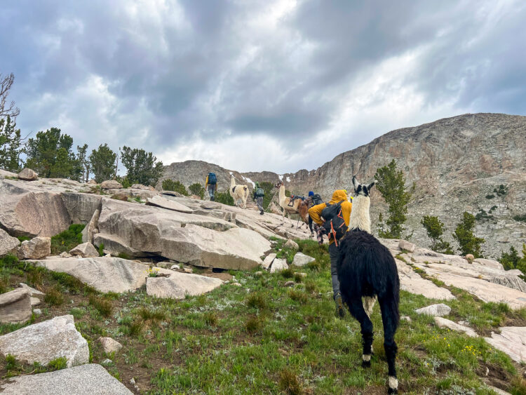 Backpacking and Fly Fishing with Llamas – Alumni