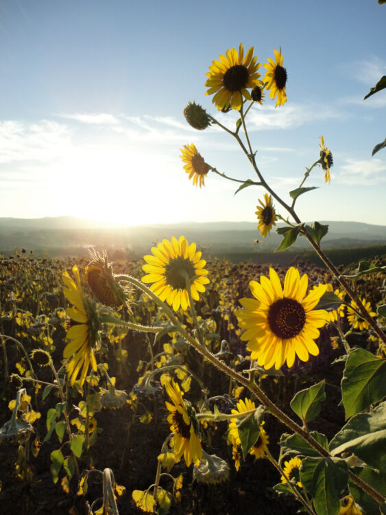 Backpacking Italy’s Tuscan Countryside and Ligurian Coast – Alumni
